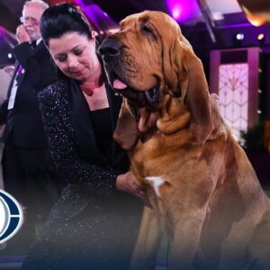 Trumpet the Bloodhound Wins Best in Show | Westminster Kennel Club | FOX Sports