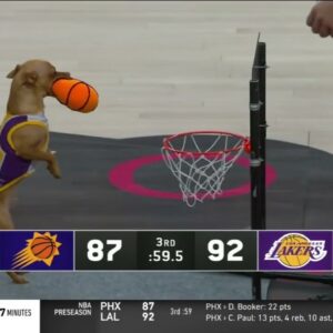 This dog can dunk! 🐶