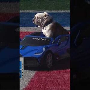 A dog riding around in a toy Bugatti ðŸ�Žï¸�