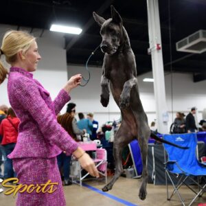 WATCH: Behind the scenes of the 2022 National Dog Show (Breed Judging) | NBC Sports